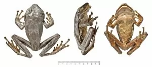 Maia Collection: Philautus maia, shrub frog