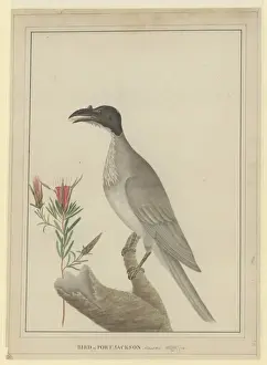 George Raper Prints: Philemon corniculatus, noisy friarbird