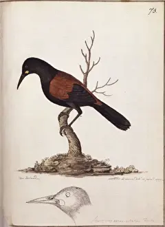 Fabales Prints: Philesternus carrunculatus, saddleback