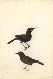 Philesturnus carunculatus, saddleback