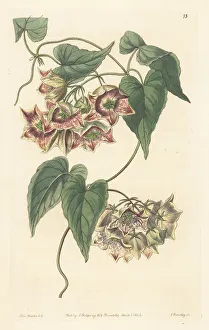 Buenos Ayres Prints: Philibertia gilliesii