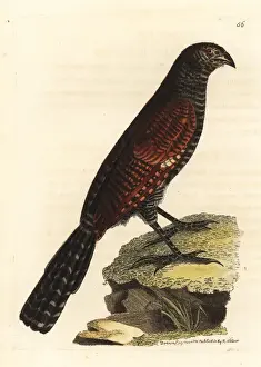 Elford Prints: Philippine coucal, Centropus viridis