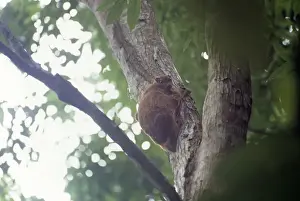 Volans Prints: Philippine Flying Lemur
