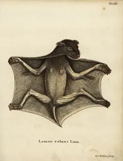 Philippine flying lemur, Cynocephalus volans