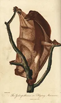 Philippine flying lemur, Cynocephalus volans