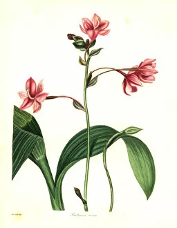 Philippine Collection: Philippine ground orchid, Spathoglottis plicata