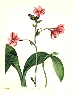 Botanist Prints: Philippine ground orchid, Spathoglottis plicata