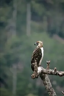 Raptor Prints: Philippine / Monkey-eating Eagle