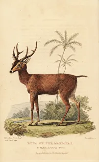 Landseer Collection: Philippine sambar, Rusa marianna. Vulnerable