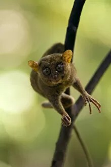 Images Dated 15th January 2008: Philippine Tarsier