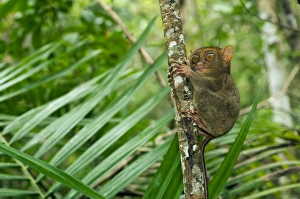 Images Dated 17th January 2008: Philippine Tarsier, adult