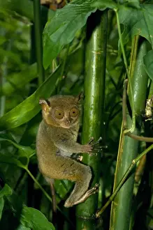 Primate Prints: Philippine Tarsier, adult