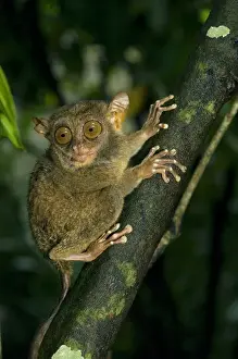 Philippine Tarsier, adult