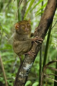 Images Dated 17th January 2008: Philippine Tarsier, adult