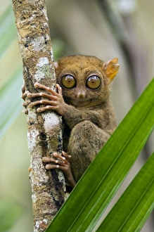 Images Dated 17th January 2008: Philippine Tarsier, adult