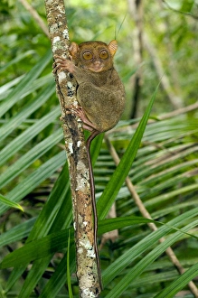 Images Dated 17th January 2008: Philippine Tarsier, adult