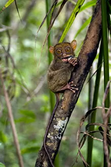 Eats Gallery: Philippine Tarsier, adult, eats a large horned