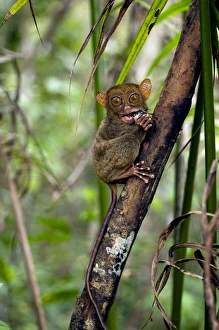 Images Dated 17th January 2008: Philippine Tarsier, adult, eats a large horned