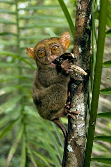 Images Dated 17th January 2008: Philippine Tarsier, adult, face covered in hair