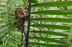 Abdomen Gallery: Philippine Tarsier, adult, face covered in hair