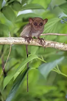 Tails Prints: PHILIPPINE TARSIER - baby in tree