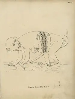 Simia Prints: Philippine tarsier, Carlito syrichta