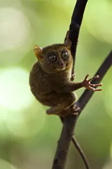 Bubblepunk Gallery: Philippine Tarsier (Tarsius syrichta). typical in a dense secondary tropical rainforest