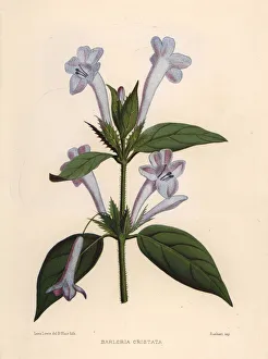 Philippine violet, Barleria cristata Philippine violet, Barleria cristata