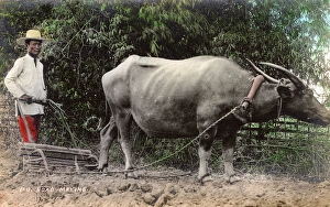 Images Dated 8th February 2016: Philippines - Clearing land for a road using Water Buffalo