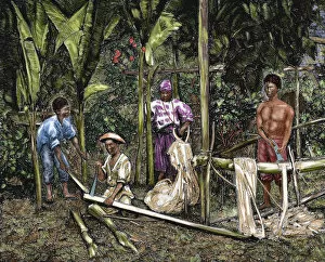 Southeast Gallery: Philippines. Natives cutting abaca