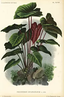 Philodendron devansayeanum