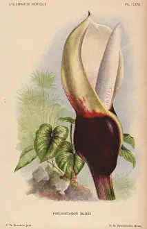 Horticole Prints: Philodendron mamei with blood-red and white inflorescence