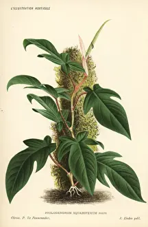 Philodendron squamiferum foliage plant
