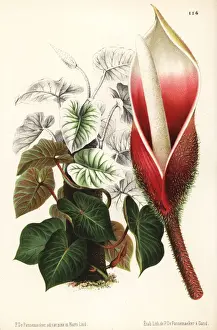 Philodendron verrucosum