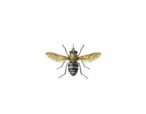 Women Artists Collection: Philoliche angulata, horse fly