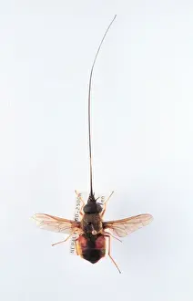 Brachycera Prints: Philoliche longirostris, horse fly