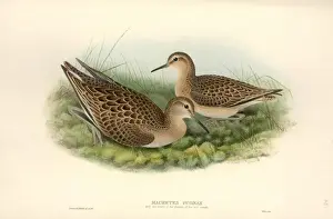 Charadriiformes Prints: Philomacus pugnax, ruff
