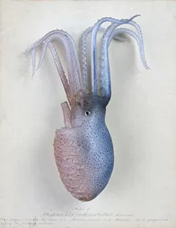 Cephalopod Collection: Philonexia catenulatus, octopus