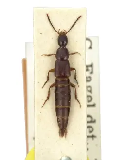 Staphylinus Prints: Philonthus dictator, rove beetle