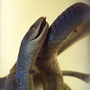 Philothamnus irregularis, western green snake
