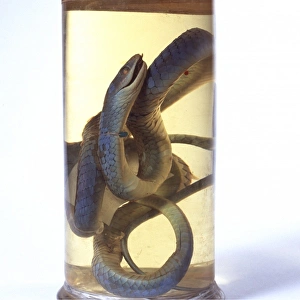 Lepidosaur Gallery: Philothamnus irregularis, western green snake