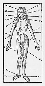 Veins Prints: Phlebotomy of the Body