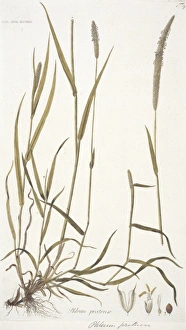 Commelinid Collection: Phleum pratense, Timothy grass