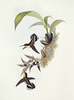 Apodiformes Gallery: Phlogophilus hemileucurus, Ecuadorian piedtail
