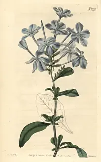 Capensis Prints: Phlox-like leadwort, Plumbago capensis