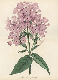Phlox paniculata hybrid