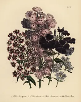Canadensis Prints: Phlox species