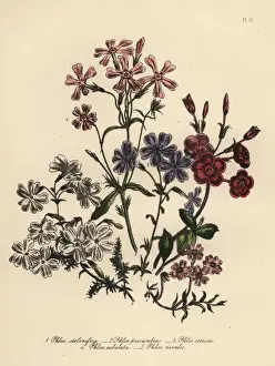 Phlox species