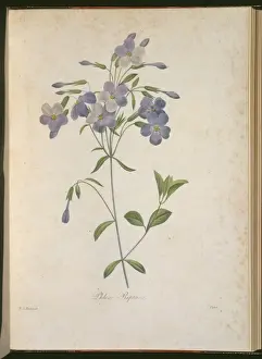 Oleaceae Prints: Phlox stolonifera, creeping phlox