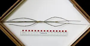 Phobaeticus chani, Chans megastick